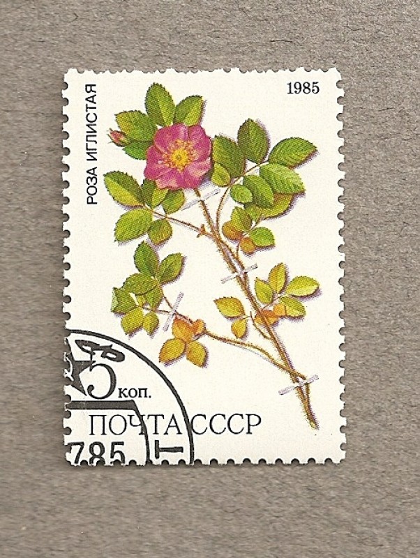 Rosa acicularis, planta medicinal