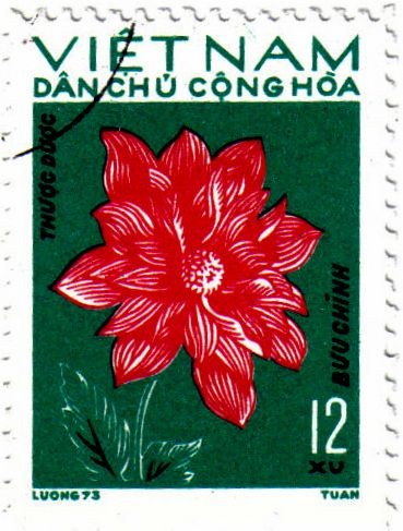 Dahlia flores