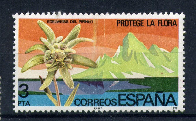 Protege la flora- Edelweiss del Pirineo