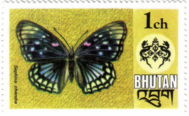 Mariposa. El cortesano oriental (Sephisa chandra)