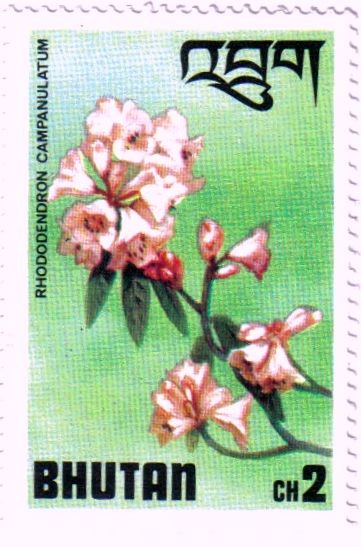 Flor.Campanulatum Rhododendron