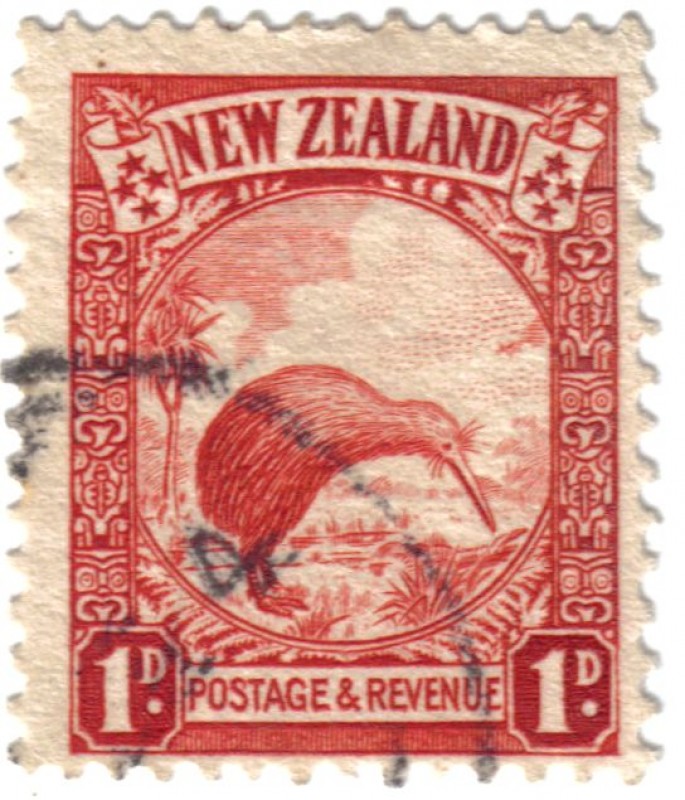 El kiwi. Mascota oficial de Nueva Zelanda.
