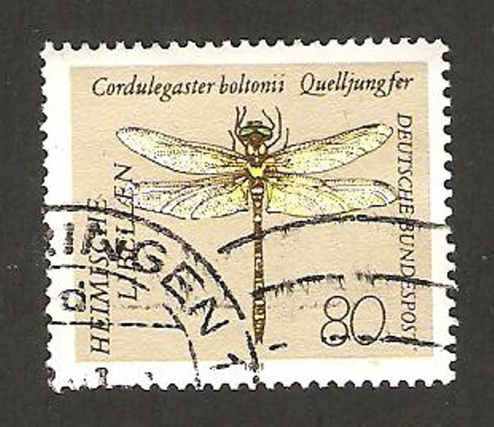 1379 - libélula, cordulegaster boltonii