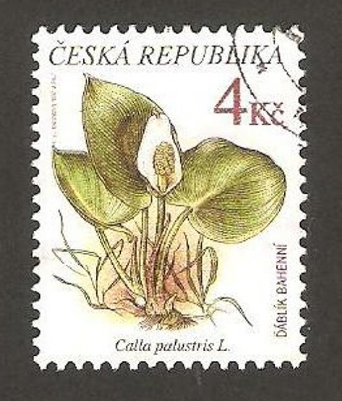 flora, calla palustris