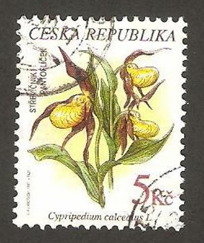 flora, cypripedium calcealus
