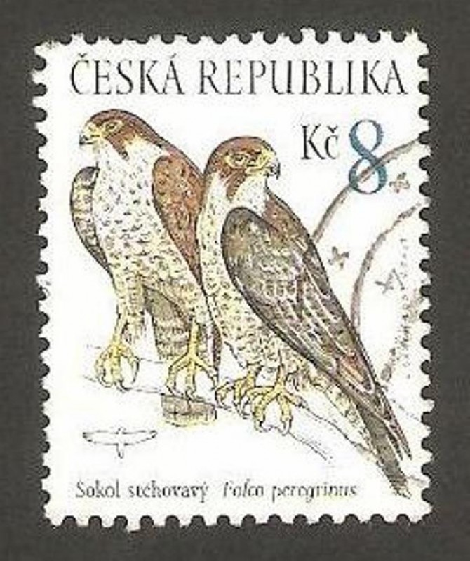 fauna, falco peregrinus