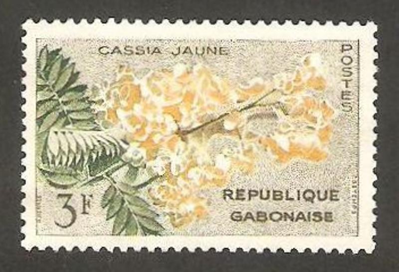 flora, cassia jaune