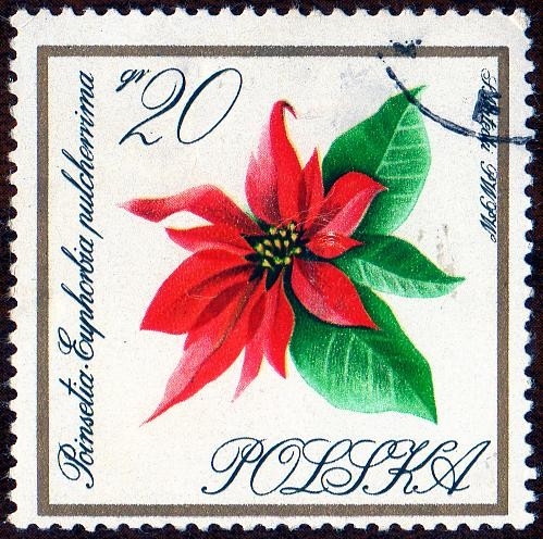 POINSETIA