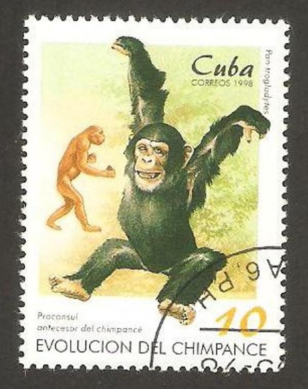 chimpance