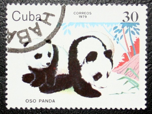 Oso Panda