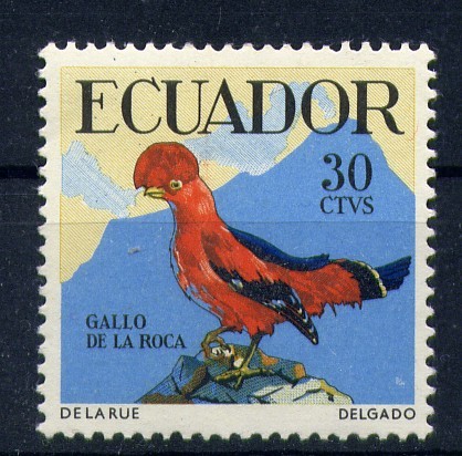 Gallo de la roca