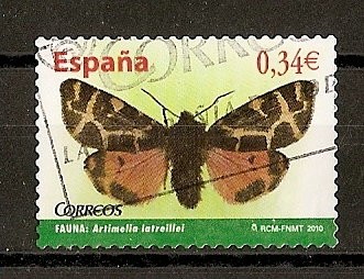 Mariposa Artimelia Latreillei.