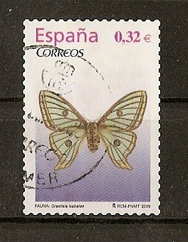 Mariposa Graelisia Isabelae.
