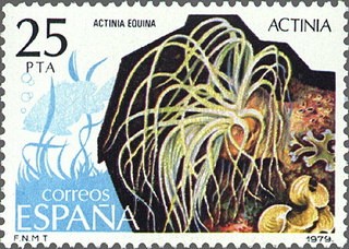 ESPAÑA 1979 2535 Sello Nuevo Fauna Invertebrados Actinia 25p