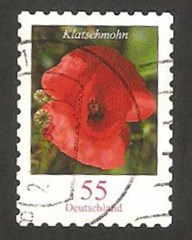 flora, klatschmohn