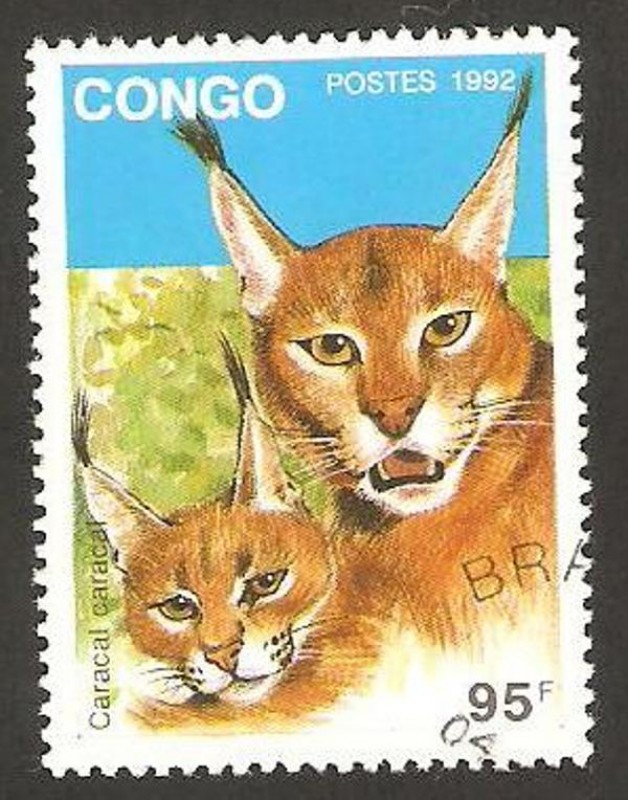 fauna, caracal