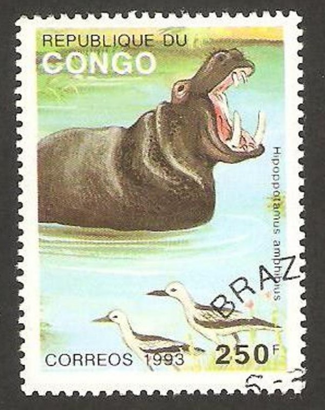 fauna, hipopótamo