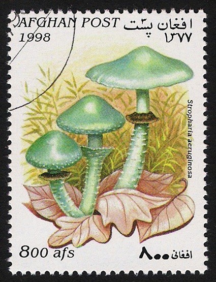 SETAS-HONGOS: 1.100.023,00-Stropharia aeruginosa 