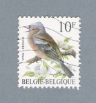 Stamps Belgium -  Pajarito