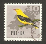 Stamps Poland -  ave, oropéndola