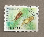 Stamps Bulgaria -  Insectos acuáticos