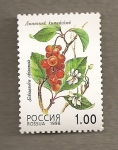 Stamps Russia -  Schisandra chinensis
