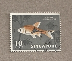 Stamps Singapore -  Pez Rasbora heromorpha