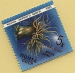 Stamps Russia -  Anémona sulcata - ortiguilla