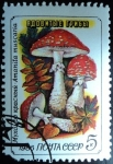 Stamps Russia -  Amanita muscaria