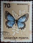 Stamps Hungary -  Meleageria daphnis
