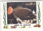 Stamps United Arab Emirates -  peces tropicales