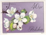 Stamps Poland -  flores