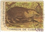 Stamps Cuba -  Solenodon cubanos