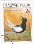 Stamps Hungary -  aves