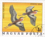 Stamps Hungary -  aves