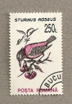 Stamps Romania -  Sturnus roseus
