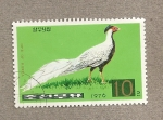 Stamps North Korea -  Pavo real