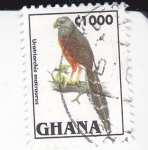 Stamps Ghana -  Urotriorchis macrourus