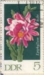 Stamps Germany -  Epiphyllun