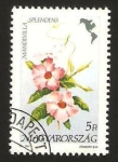 Stamps Hungary -  3307 - flor americana, mandevilla splendens