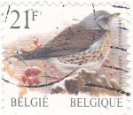 Stamps Belgium -  Pájaro
