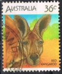 Stamps Australia -  Canguro rojo