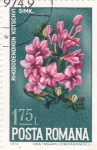 Stamps Romania -  Flores