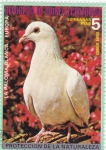 Stamps Equatorial Guinea -  PALOMA BLANCA -PROTECCIÓN DE LA NATURALEZA