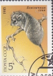 Stamps : Europe : Russia :  protecion animal