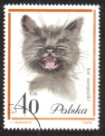Stamps Poland -  Gatos