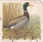 Stamps Poland -  Pato