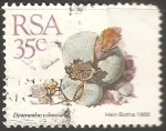 Stamps South Africa -  Dinteranthus