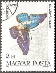 Stamps Hungary -  Morpho cypris