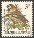 Stamps Australia -  Appelvink- picogordo